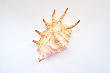 sea shell isolated on white background 