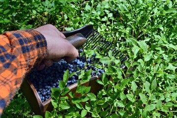 Man is picking blueberries with a special comb