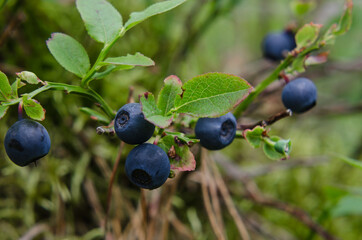 BLUEBERRIES - Forest fruits on a bush in a natural environment