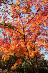 Autumn Leaves in a Park in Osaka, Japan 