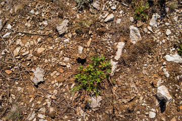 Soil background. Stony ground. Ground and stones. Crushed stones. Green grass