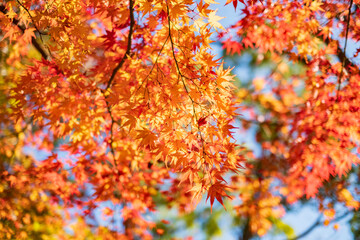 Autumn Leaves in a Park in Osaka, Japan 