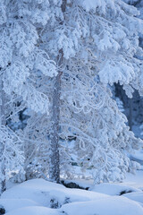 Trees covered in frost snow at winter