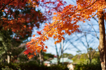 Autumn Leaves in a Park in Osaka, Japan 
