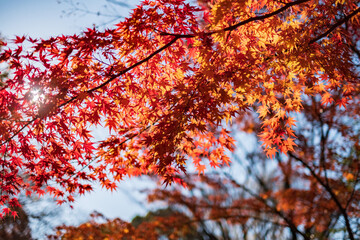 Autumn Leaves in a Park in Osaka, Japan 