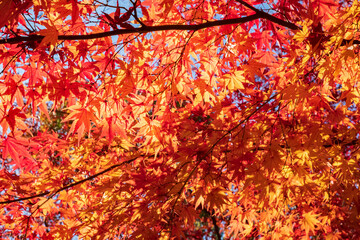 Autumn Leaves in a Park in Osaka, Japan 