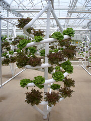 Hydroponic grown lettuce on a spinning platform in a greenhouse