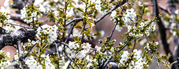 beautiful white cherry blossom on the branch of the tree in the spring
