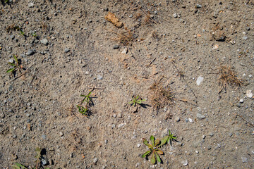 Soil. Ground texture. Soil background. Abstract nature pattern. Stony ground. Green grass
