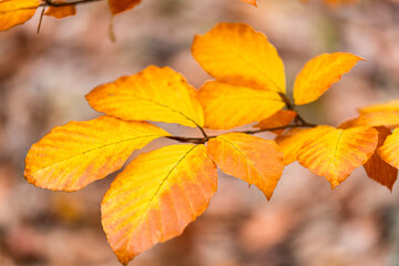 Obraz premium yellow autumn leaves