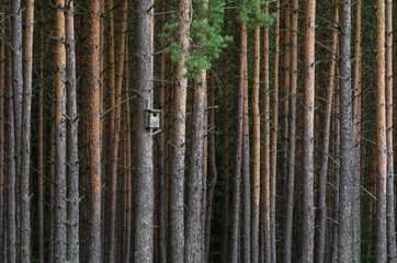 BIRDHOUSE - Bird nesting box on a tree in a pine forest