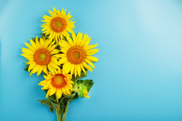 A bouquet of sunflower seed flowers on a blue background.