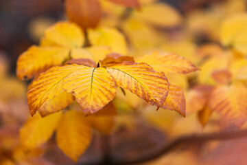 yellow autumn leaves