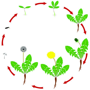 The life cycle of a dandelion plant is isolated on a white background.