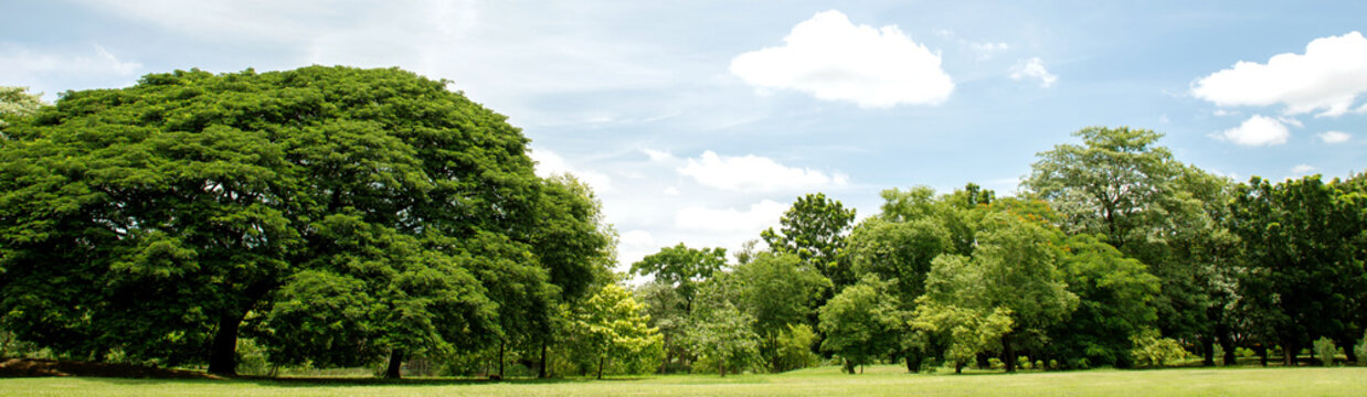 park tree in nature green and Lawn background, in garden summer outdoor. © methaphum