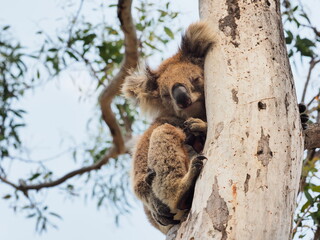 コアラ　オーストラリア