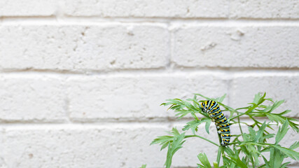 Eastern Swallowtail Caterpillar on Carrot Plant With White Brick Background