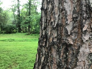 Tree bark