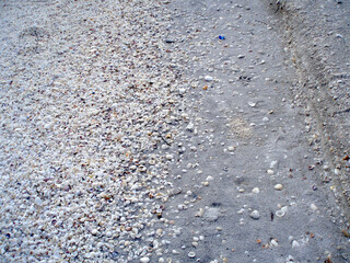 Large amount of shells washed up on a beach
