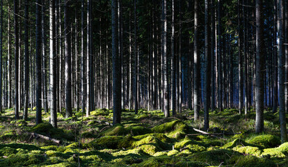 Fototapeta premium pine three and old withered trees in forest wit reflections