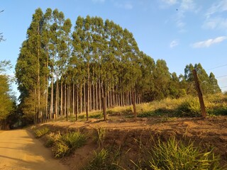 Trees amid peace