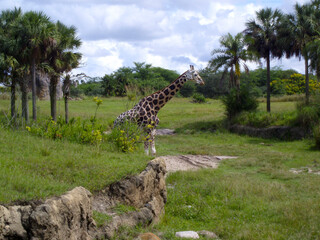 Giraffe walking from behind a cliff