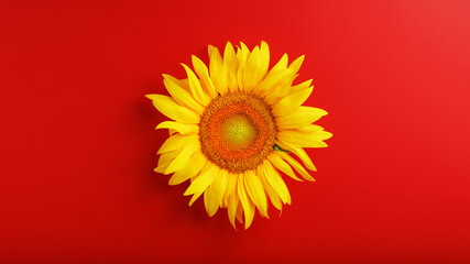 Yellow sunflower flower on a red background top view.