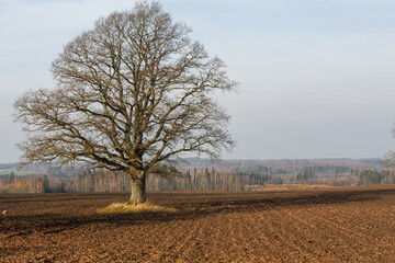 autumn landscapes with clouds, fields and forests