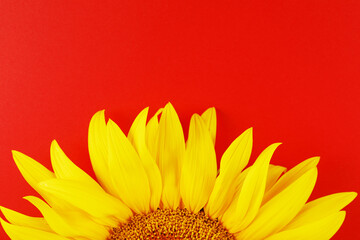 Yellow sunflower flower on a red background top view.