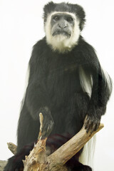 Obraz premium Mantelaffe