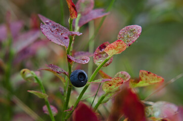 BLUEBERRIES - Forest fruits on a bush in a natural environment