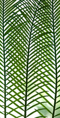 green palm leaves grow on white background