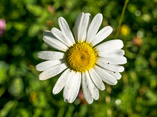 Fototapeta premium Leucanthemum vulgare also known as ox-eye daisy, oxeye daisy, dog daisy flower. Close up with a yellow white flower.