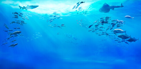 Fototapeta na wymiar Large school of fish in the tropical sea. Life in the ocean. Underwater view. 