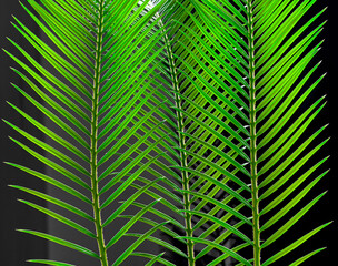 palm leaves grow on black background