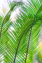 green palm leaves grow on white background