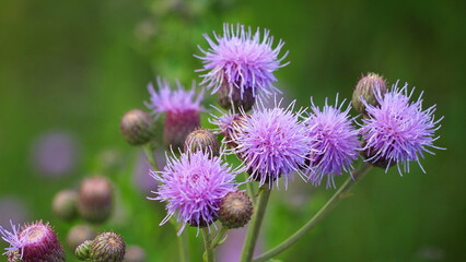 Lilac flowers of burdock close up on a green background. Medicinal plants.