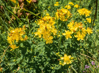 Hypericum perforatum yellow flower in the mountains of Romania. Selective focus