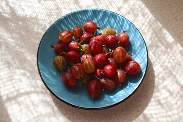 Ripe gooseberries on a blue saucer on the kitchen table with shadows from the curtains, top view, close-up