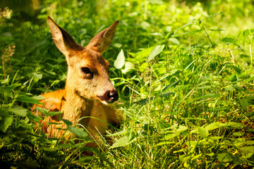 Little deer lying in greenery in the sun