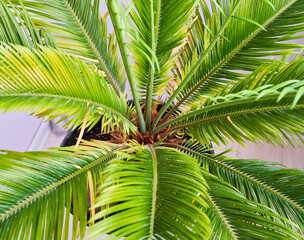 Obraz premium green palm leaves grow on white background
