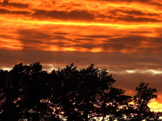 Drzewa na tle nieba - zachód słońca, tło, jak teatr cieni. © Dariusz