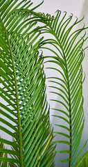 green palm leaves grow on white background
