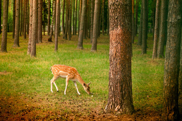 Little cute spotted deer in a forest glade among the pines in the sun