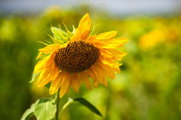 Blooming sunflowers in a field