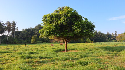 Tree in the middle of field