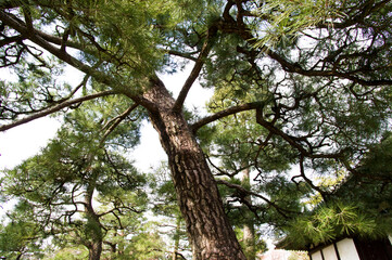 There is a pine tree.