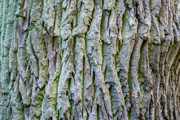 Tree bark background, texture natural background paper close-up