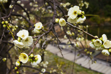 Scientific name is Prunus mume Japanese apricot.