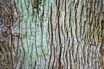 Tree bark background, texture natural background paper close-up